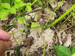 Carex normalis, photograph (c) Summit Metro Parks, some rights reserved (CC BY)