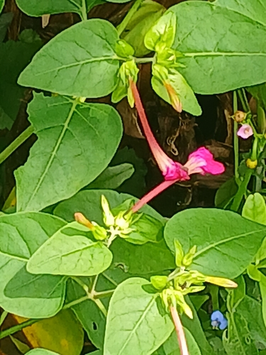 marvel of Peru