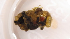 Glossosoma