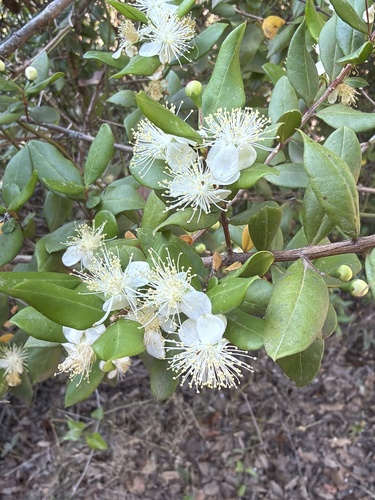 myrtle