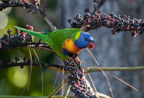 Rainbow Lorikeet, photo 4 of 10