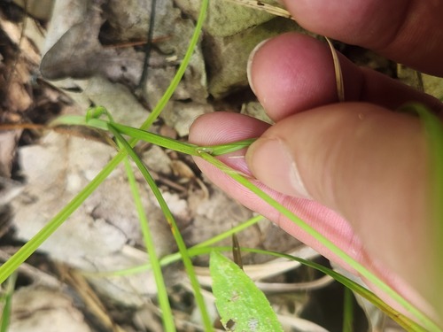 Carex normalis, photograph 2