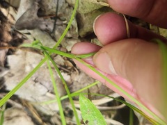 Carex normalis, photograph (c) Summit Metro Parks, some rights reserved (CC BY)