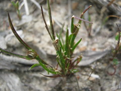 Centrolepis aristata