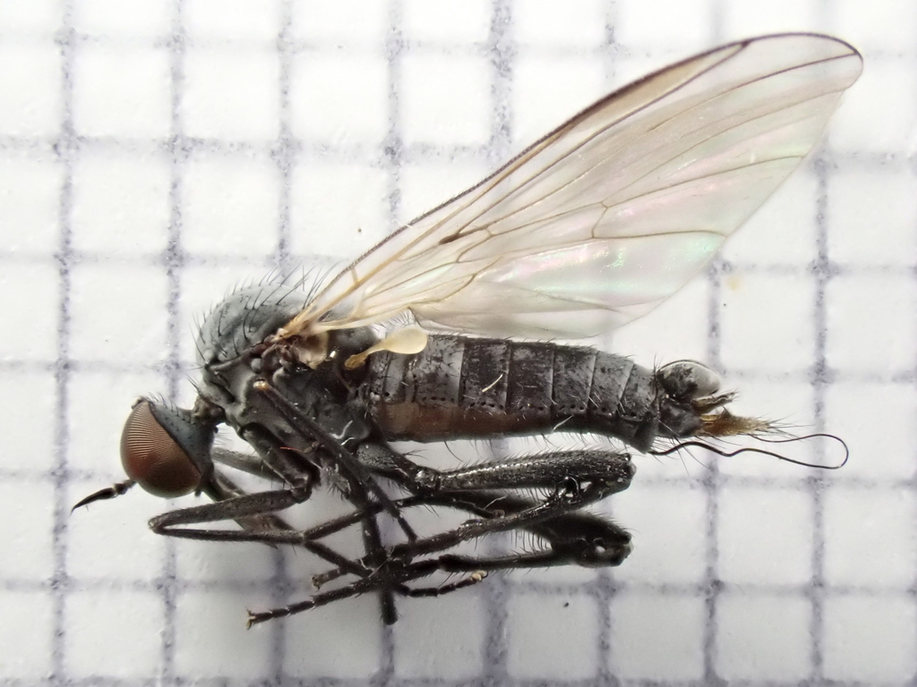 Rhamphomyia pilifer
