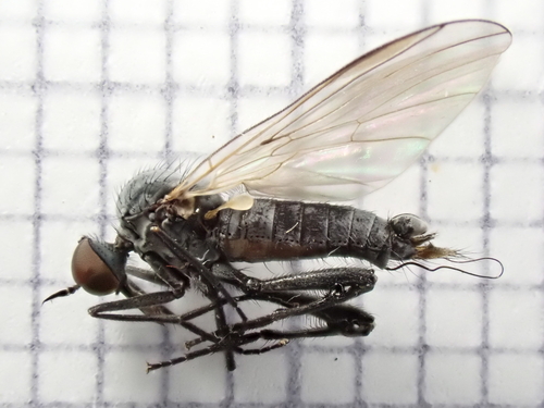 Rhamphomyia pilifer