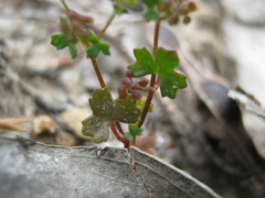 Hydrocotyle callicarpa