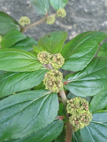 Asthma Plant
