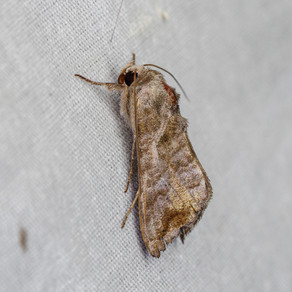 Chrysodeixis kebea