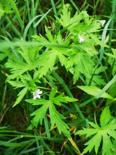 Sibirinis snaputis