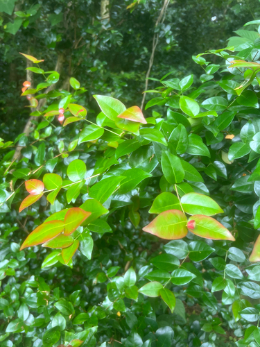 Eugenia uniflora observed 2026-06-17