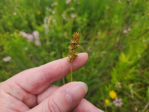 Carex muehlenbergii, photograph 4