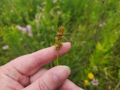 Carex muehlenbergii, photograph (c) Summit Metro Parks, some rights reserved (CC BY)