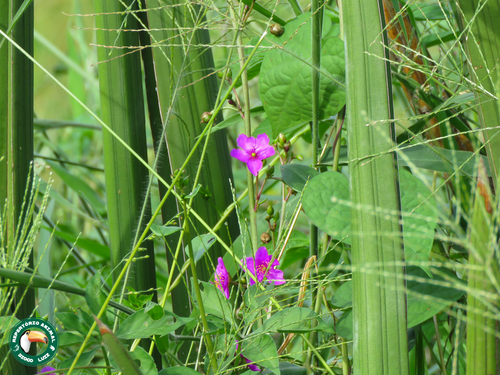 Talinum portulacifolium