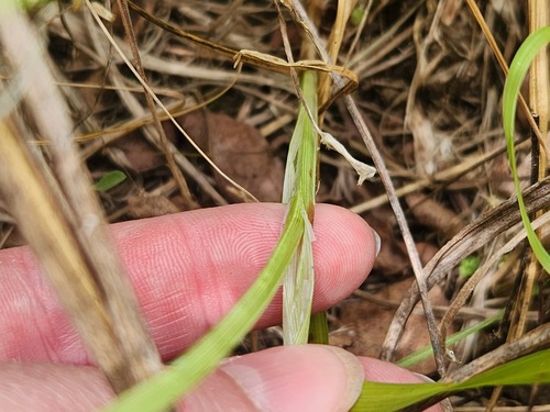 Carex muehlenbergii, photograph 5