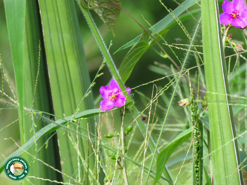 Talinum portulacifolium