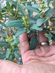 Quercus oblongifolia