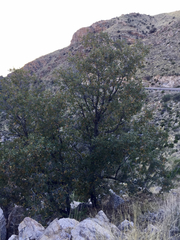 Quercus oblongifolia