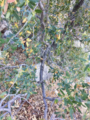 Quercus oblongifolia