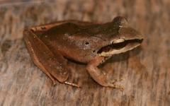 Craugastor longirostris