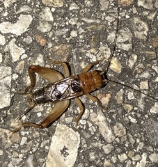 Anurogryllus arboreus