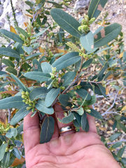 Quercus oblongifolia