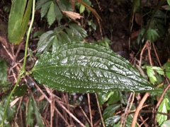 Smilax riparia