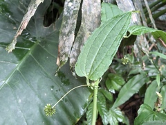 Smilax riparia