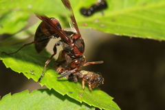 Polistes eboshinus