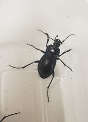 Carabus finitimus