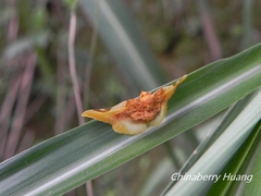 Pyrinioides sinuosus