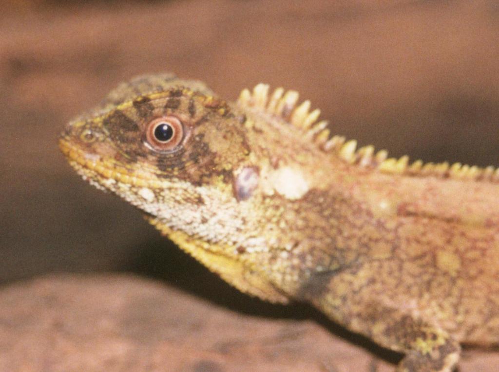 Alto Tambo Woodlizard
