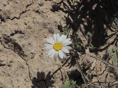 Townsendia mexicana