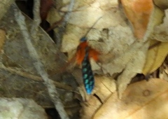 Cosmosoma cingulatum