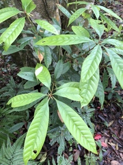 Lithocarpus brevicaudatus