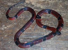 Erythrolamprus mimus