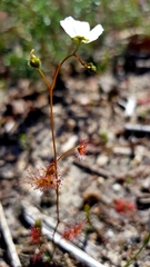 Drosera peltata