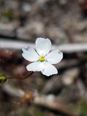 Drosera peltata