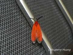 Phauda mimica