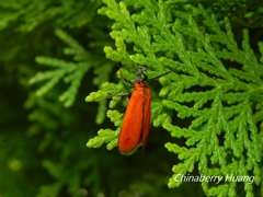 Phauda mimica
