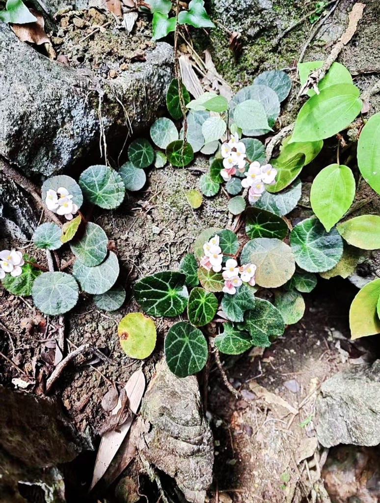 Begonia ufoides