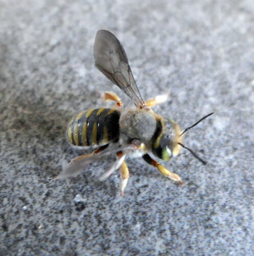 Oblong Woolcarder Bee