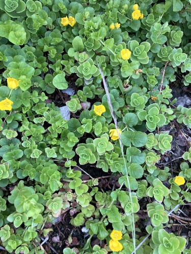 creeping Jenny