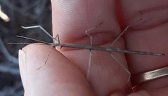 Hyrtacus tuberculatus