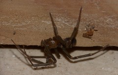 Steatoda grossa