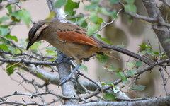 Tchagra australis australis
