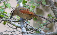 Tchagra australis australis
