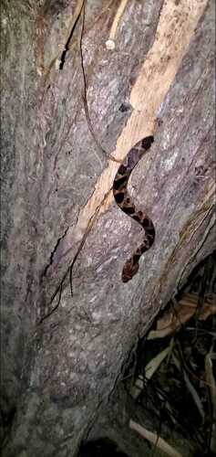 Rhombic Cat-eyed Snake