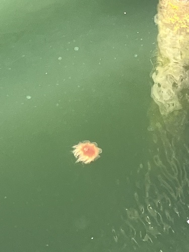 Pacific Lion'S Mane Jelly