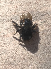 Xylocopa tabaniformis androleuca